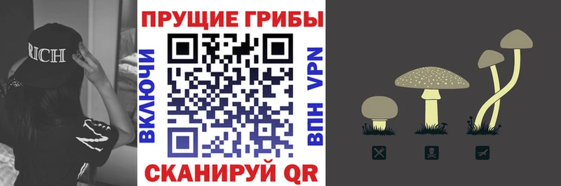 наркота  Губкинский  Галлюциногенные грибы Cubensis 